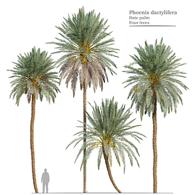 Phoenix dactylifera