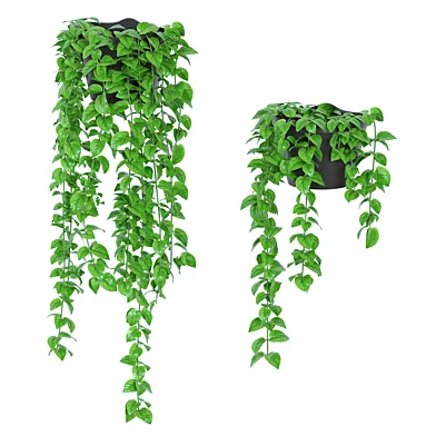 Philodendron Plants