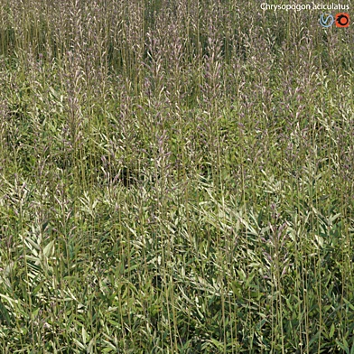 Chrysopogon aciculatus 01