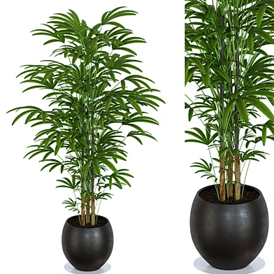 Plant Collection 6