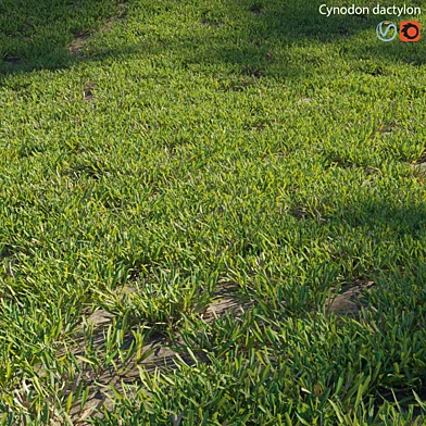 Cynodon dactylon - cut 02