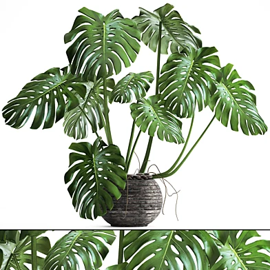 Monstera 2, монстера, цветочная подставка, куст, заросли, интерьерный, декоративный, офисные растения, горшок