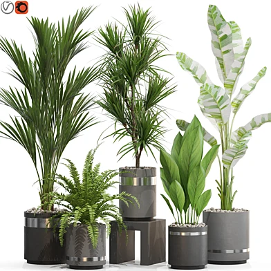 Plants collection 718