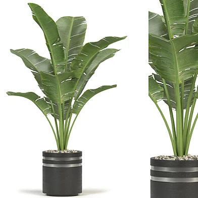 Plant Collection 13