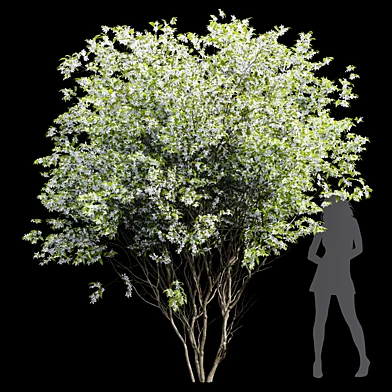 New Tree High Detail Amelanchier Lamarckii