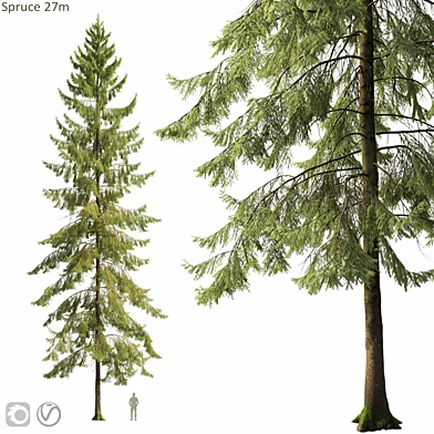Spruce