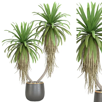 Plant Collection 22