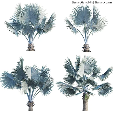 Bismarckia nobilis - Bismarck palm 01