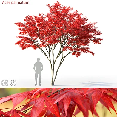 Acer palmatum