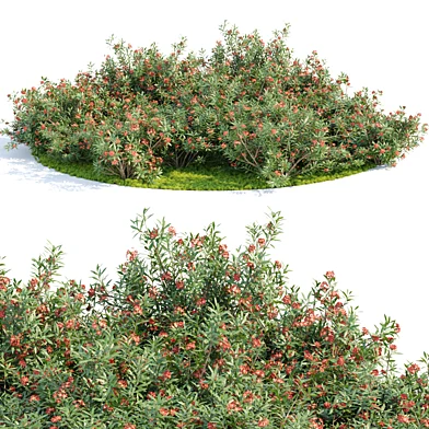 Nerium Oleander-Grass Garden vol 117