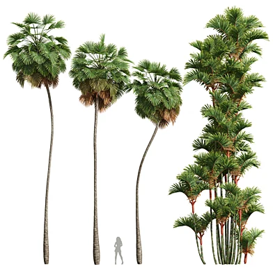 Borassus Flabellifer and Cyrtostachys Renda