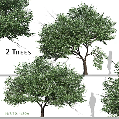 Set of Catalpa Ovata Tree (Chinese Catalpa) (2 Trees)
