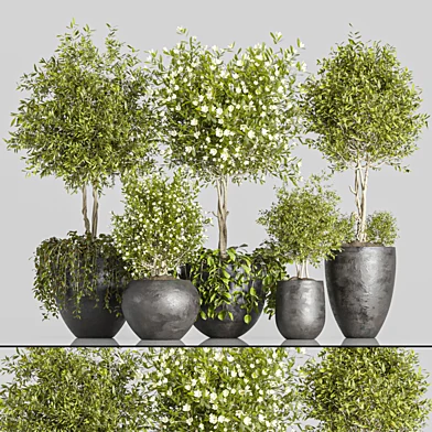 indoor plant Set 2
