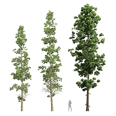 Sphaeropteris Lepifera and  Pinus Palustris