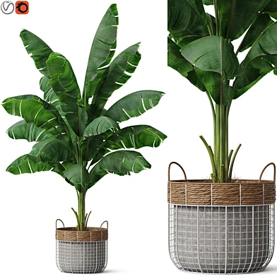 Plants collection 799