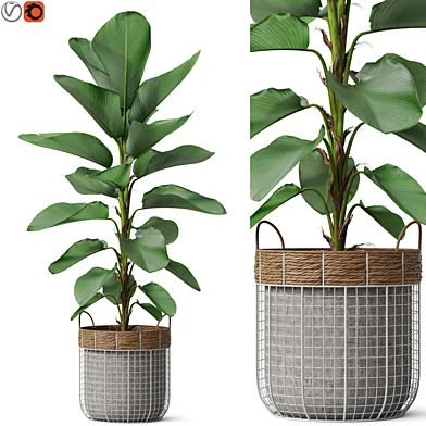 Plants collection 801
