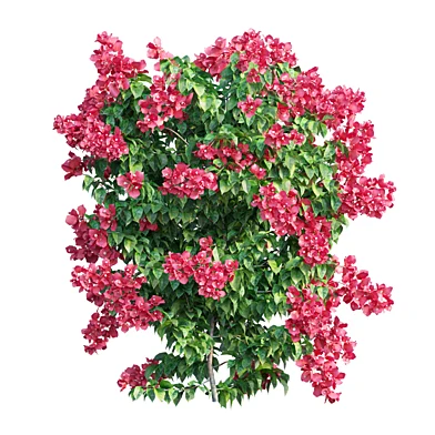 Bougainvillea  plant set 31