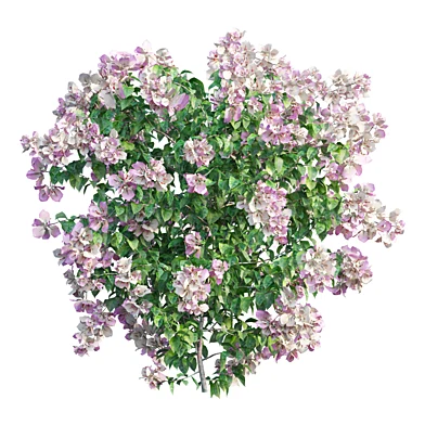 Bougainvillea plant set 34