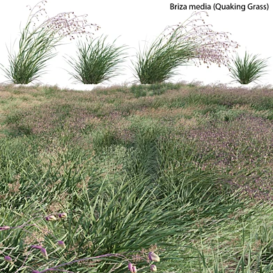 Briza media - Quaking Grass 02