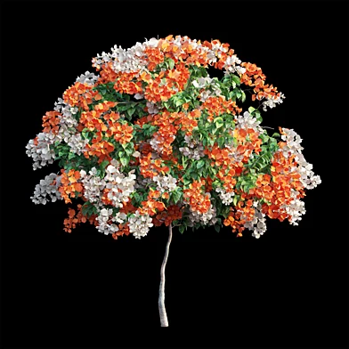 Bougainvillea plant set 55