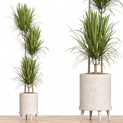 Plant Collection 80