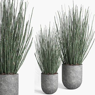 indoor plant set008 candellila plant