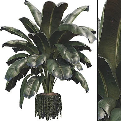 Plant Collection Set 28