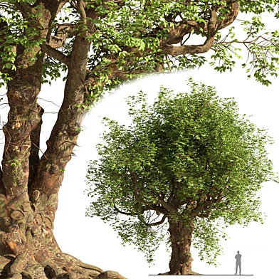 Exterior Tree 4
