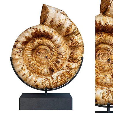 Ammonite fossil Forming a Spiral