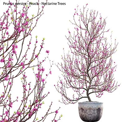 Prunus persica - Peach - Nectarine Trees - 01