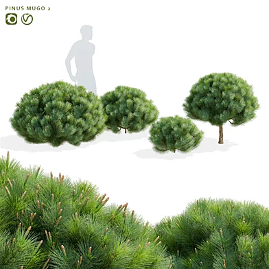 Сосна горная | Pinus mugo 2