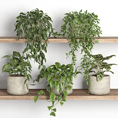 plants on shelf 07