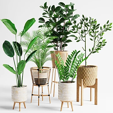 Indoor Plants set 07