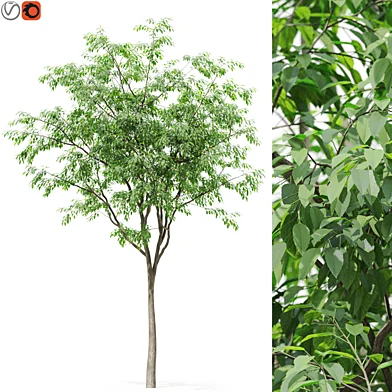 Tree 02