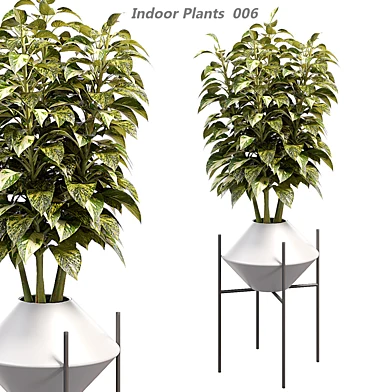 Indoor plants in a pot 008