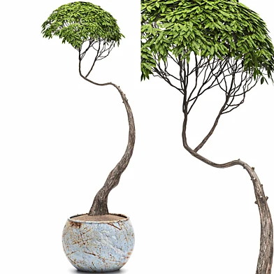 Bonsai tree 01