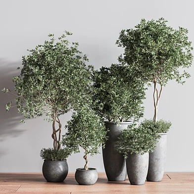 IndoorSetPlant39