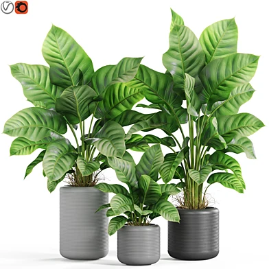 Plants collection 929
