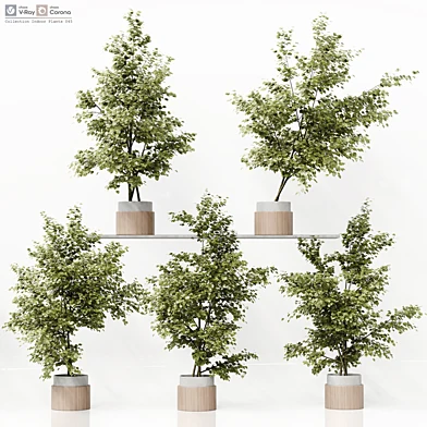 Collection Indoor Plants 045