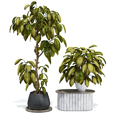 Indoor Ficus Rubbery Tree Bonsai 142
