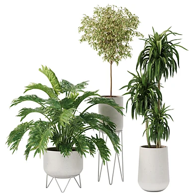 plant in pots _ set 08