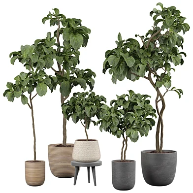 indoor Plant 329