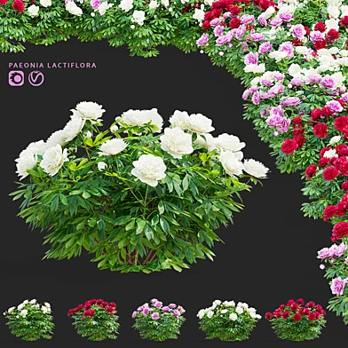 Пион молочноцветковый кусты | Paeonia lactiflora 2