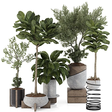 Indoor Bonsai Olive Tree and Ficus Lyrata Fiddle Leaf Fig Plant in Pot 157