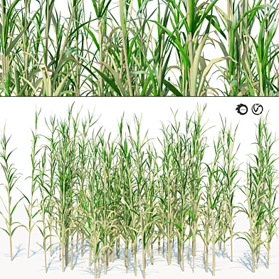 Canebrake bamboo cluster