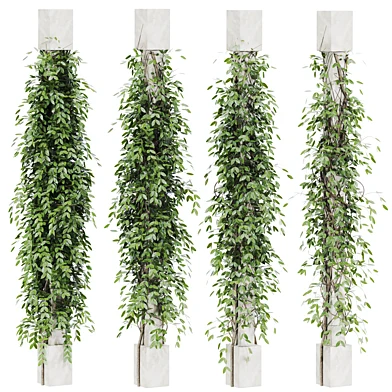 ivy Plants 26