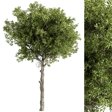 Hackberry Tree Set 207