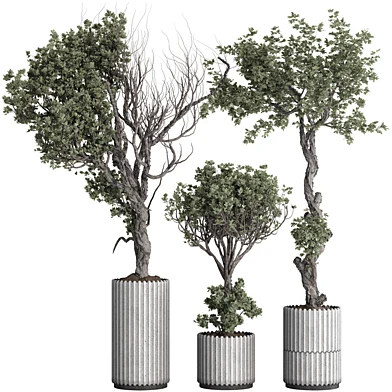 Decorative Olive Bonsai Tree and Bush in Pottery Pot 193
