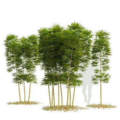 Бамбук Phyllostachys Aurea 3м
