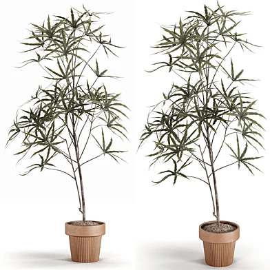 Indoor plants